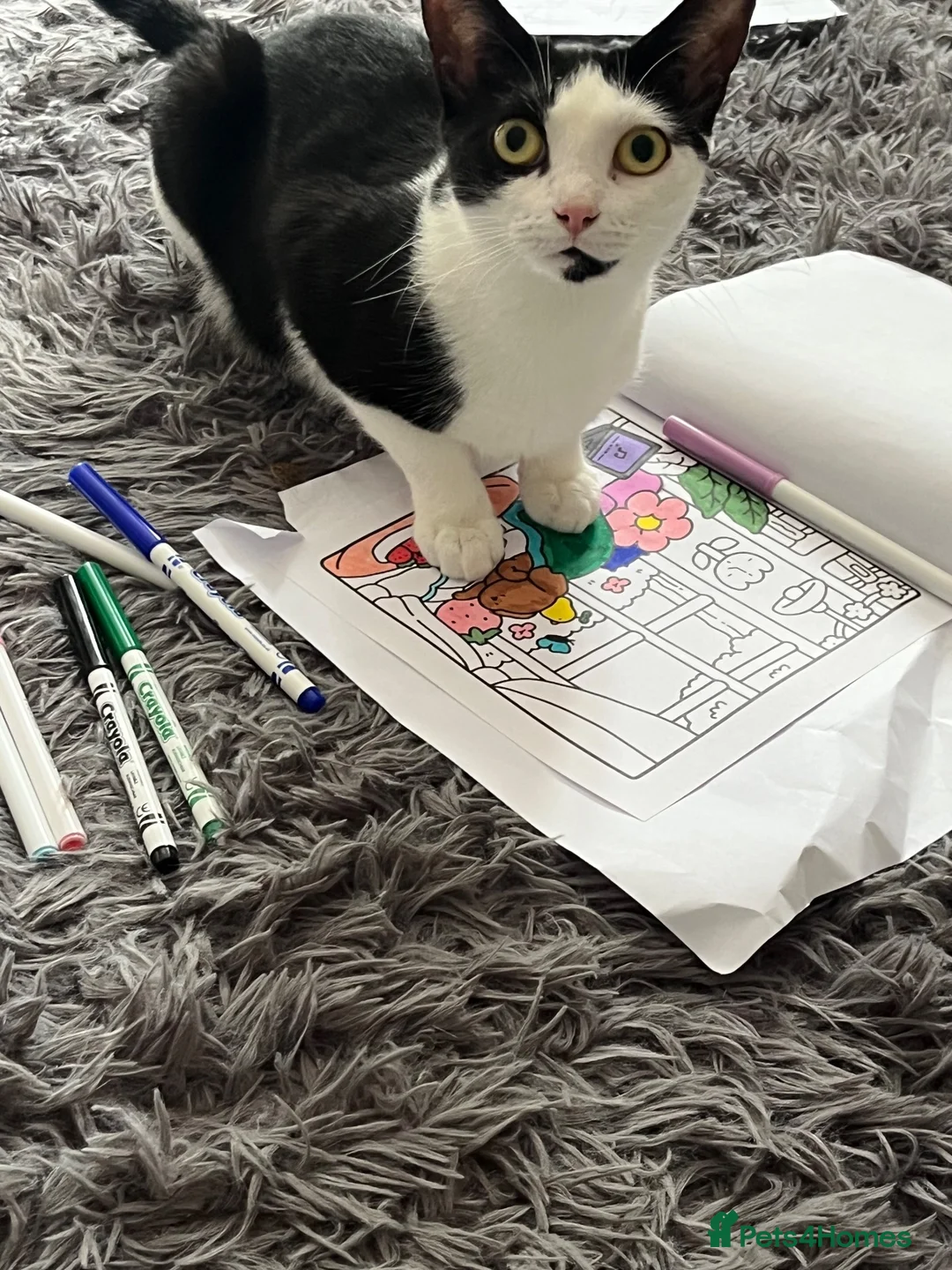 Domestic Shorthair cats for sale: REHOME - Small Domestic Shorthair Female - Advert 2