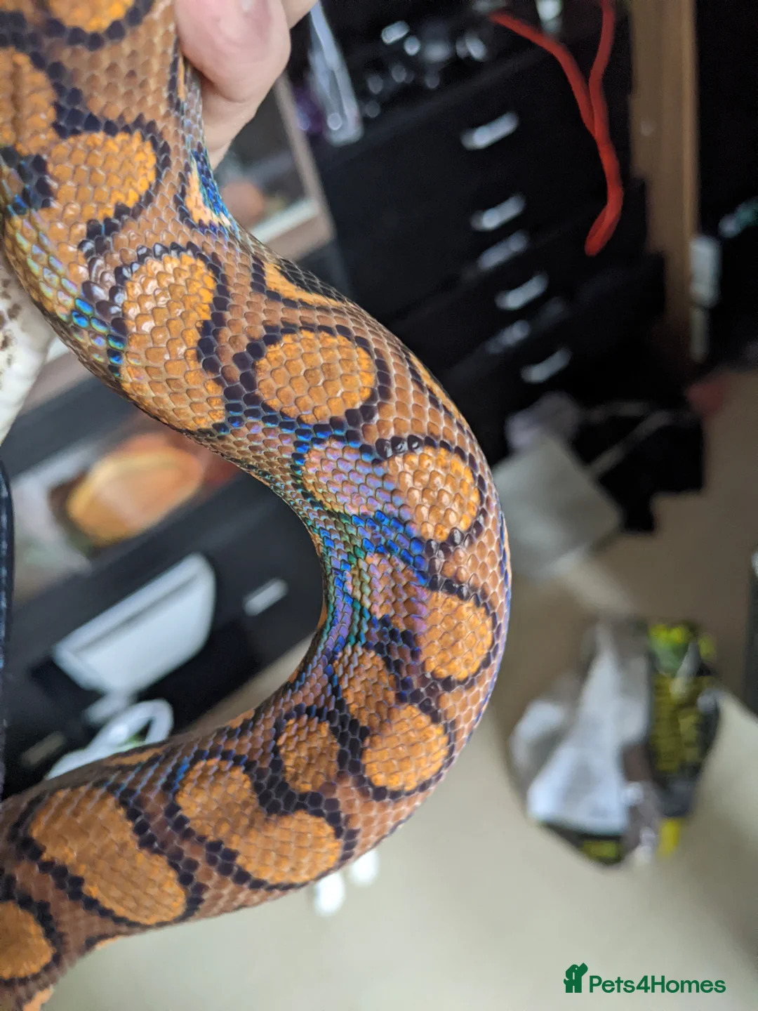 Boa Snake reptiles for sale: Adult Brazilian Rainbow Boa - Advert 3