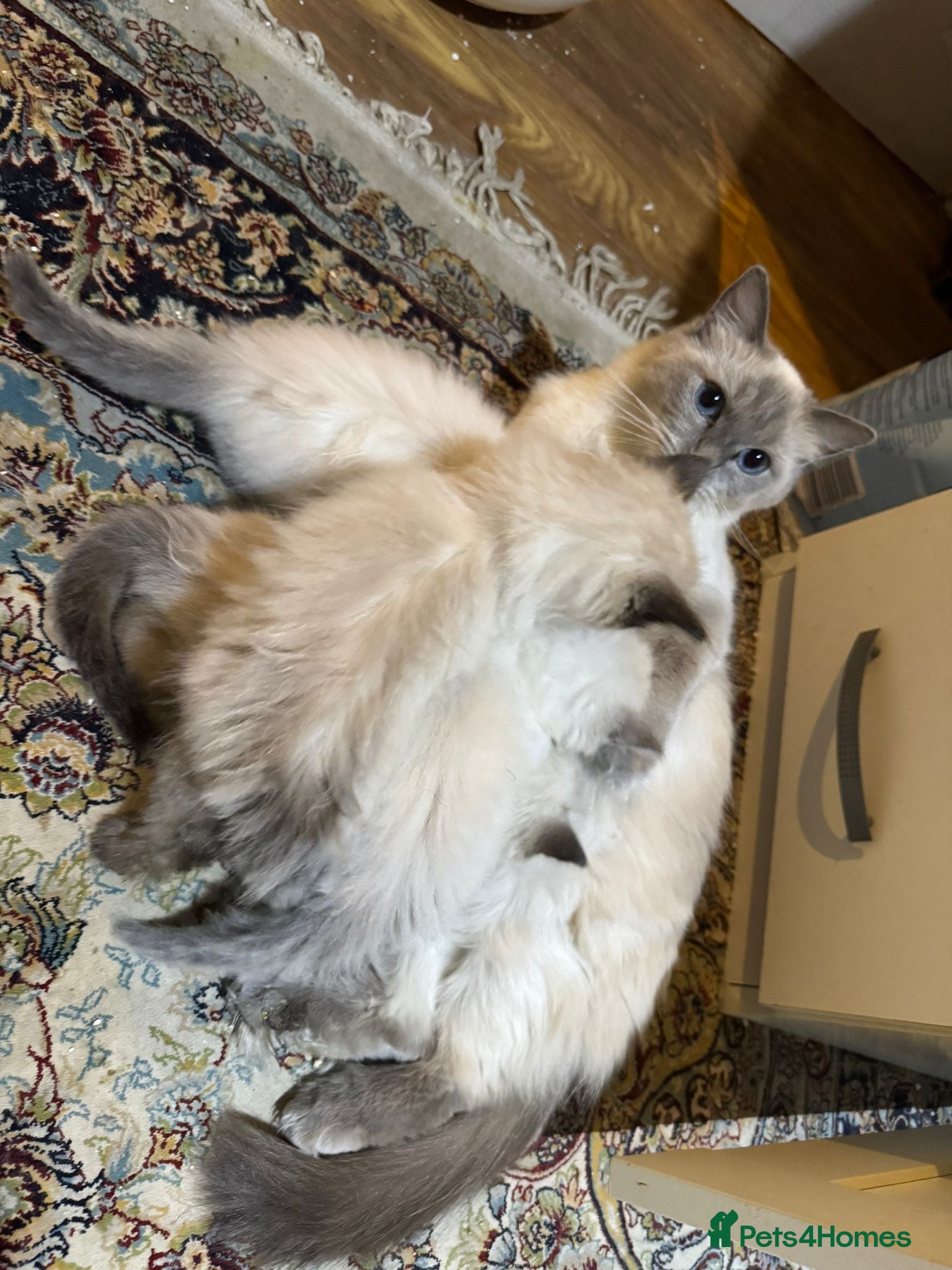 Ragdoll cats Pure ragdoll male kittens 10 weeks old - Advert 3