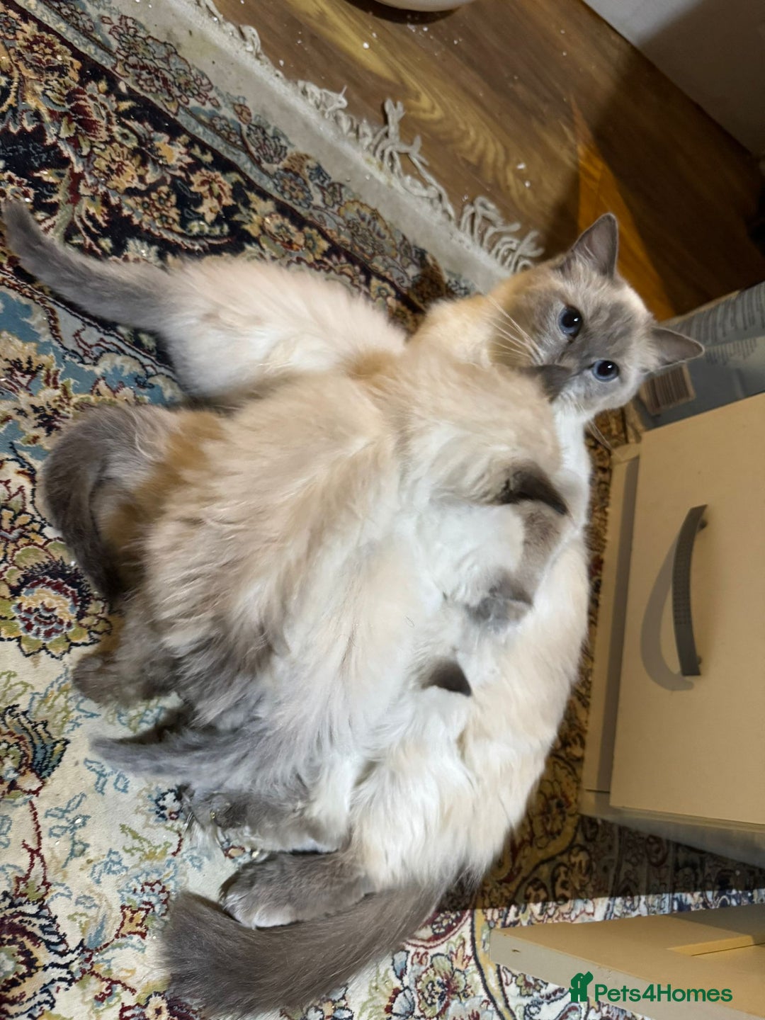 Ragdoll cats for sale: Pure ragdoll male kittens - Advert 1