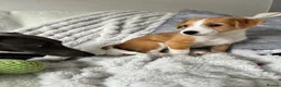 Mixed Breed dogs for sale: Whippet x Jack Russell in Gillingham - Advert 8