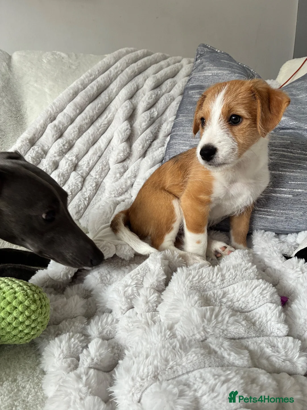 Mixed Breed dogs for sale: Whippet x Jack Russell in Gillingham - Advert 8