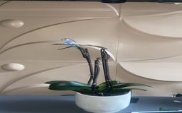 Budgerigars birds for sale: Tame female budgie need gone Asap  - Image 3