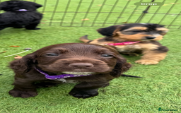 Cockapoo dogs for sale: 12 stunning cockapoo puppies ready now - Image 11