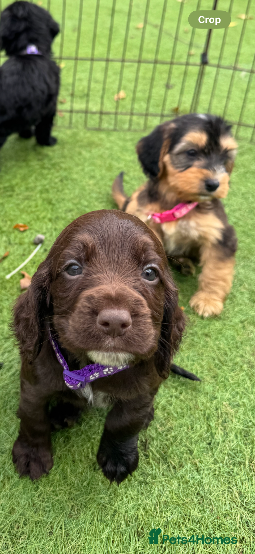 Cockapoo dogs for sale: 12 stunning cockapoo puppies ready now - Image 11
