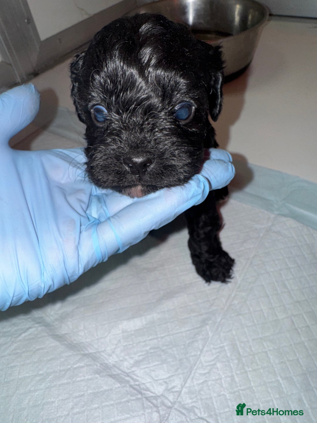 Cavapoo dogs for sale:   ✨ Adorable Miniature Cavapoo Puppies ✨ - Advert 8