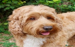 Australian Labradoodle dogs for stud: 100 percentage pure Australian family boy  in Bedford - Image 7