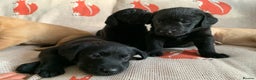 Labrador Retriever dogs for sale: Gorgeous standout Bowes-Lyon Lab KC registered  - Advert 4
