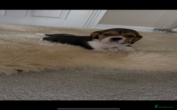 Beagle dogs for sale: Davicard/duffosee beagles - Image 2