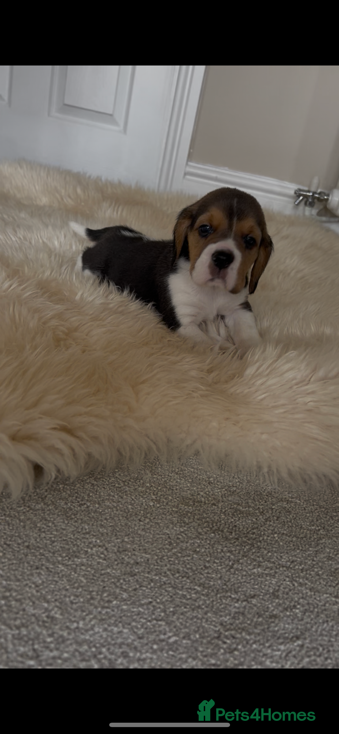 Beagle dogs for sale: Davicard/duffosee beagles - Image 2