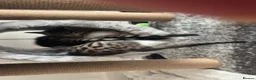 Bengal cats for sale: Bengal X kittens - Advert 4
