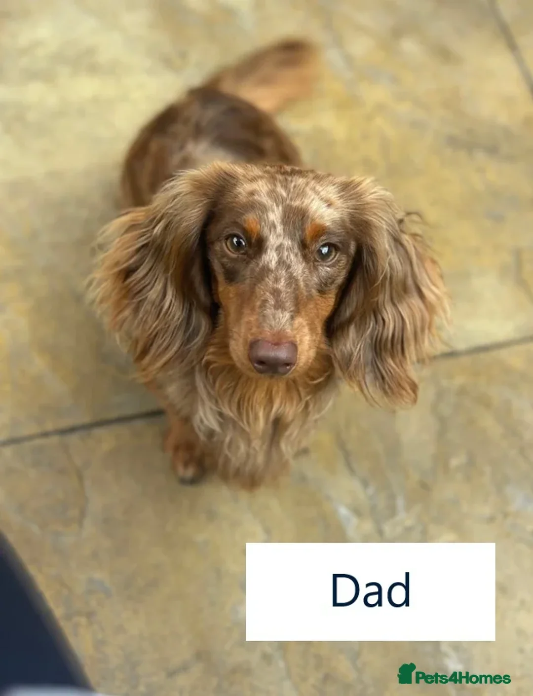 Miniature Dachshund dogs for sale: KC Long Hair 'Mini-Mini' Dachshund Puppies - Advert 14