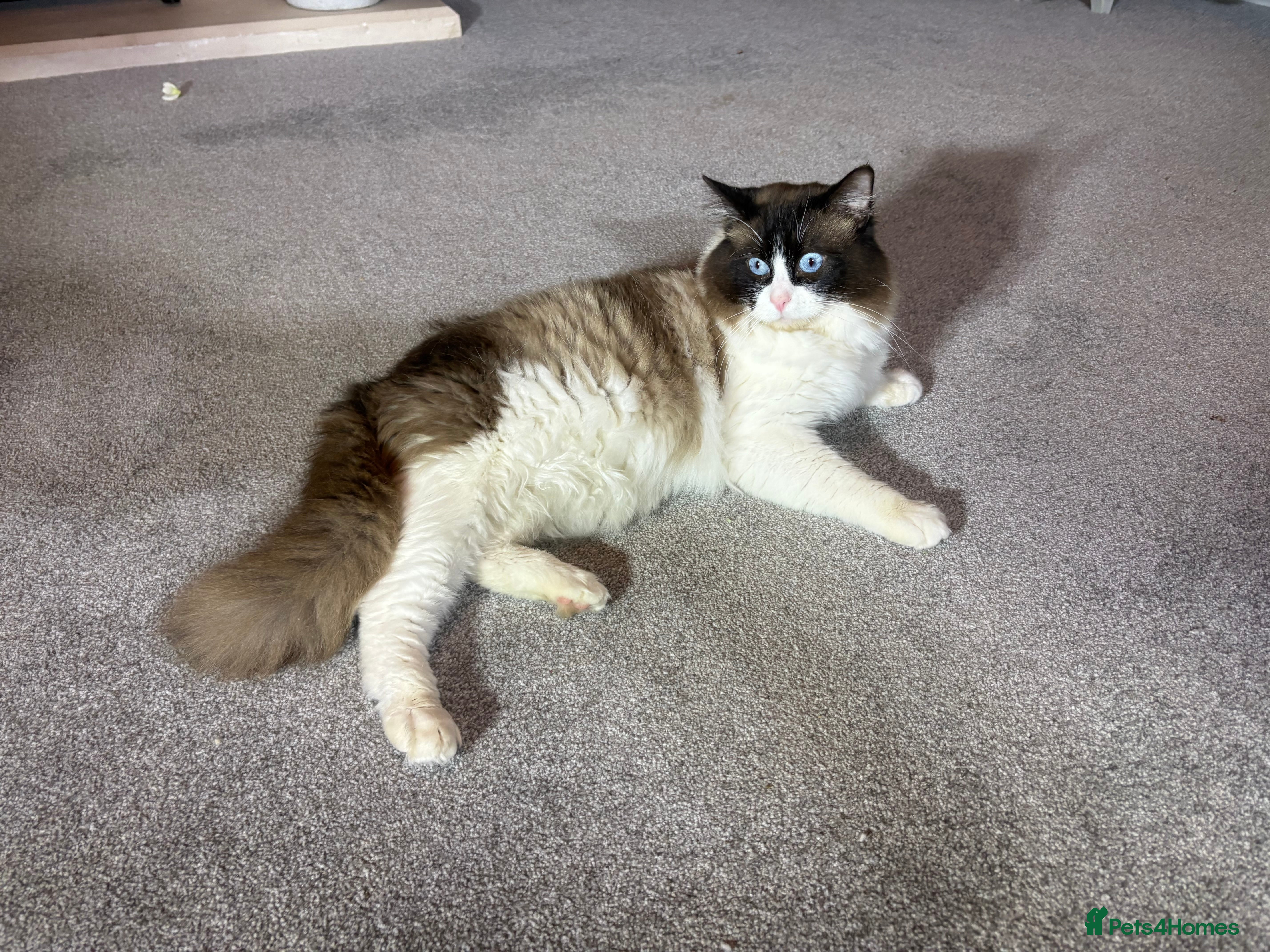 Ragdoll cats TICA & GCCF SEAL BICOLOUR Stud - Advert 17