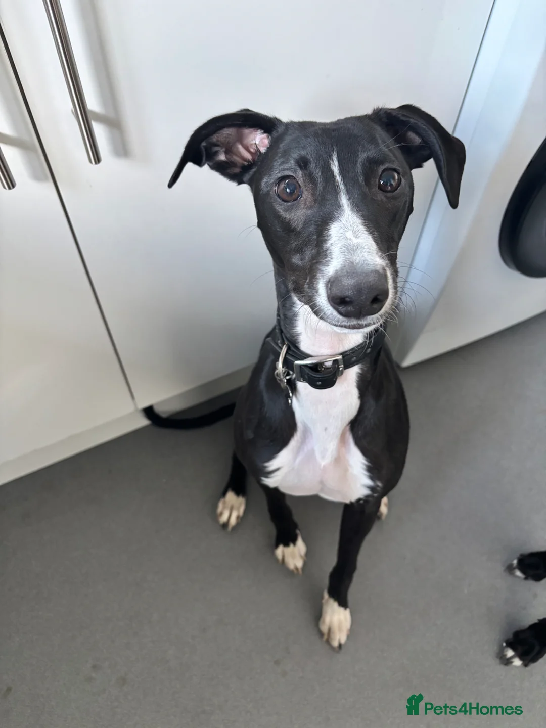 Lurcher dogs for sale: 8 month old lurcher girl in Basingstoke - Advert 2