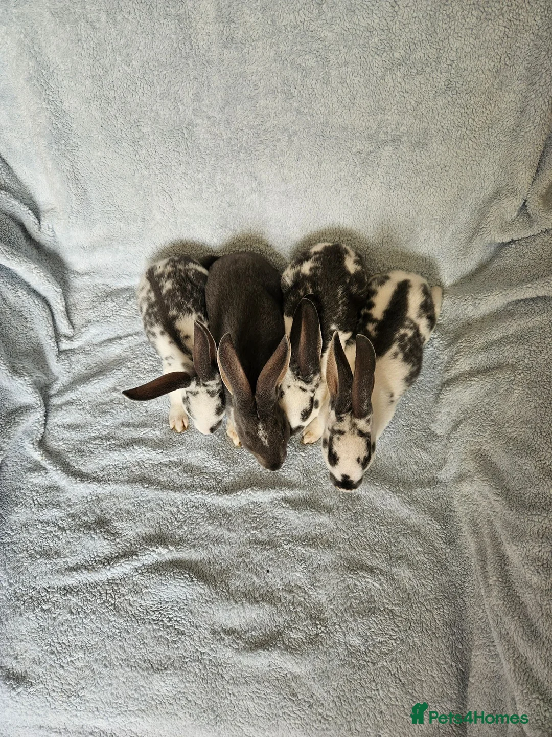 Rex rabbits for sale: Blue and Broken Butterfly Mini Rexes - Advert 2