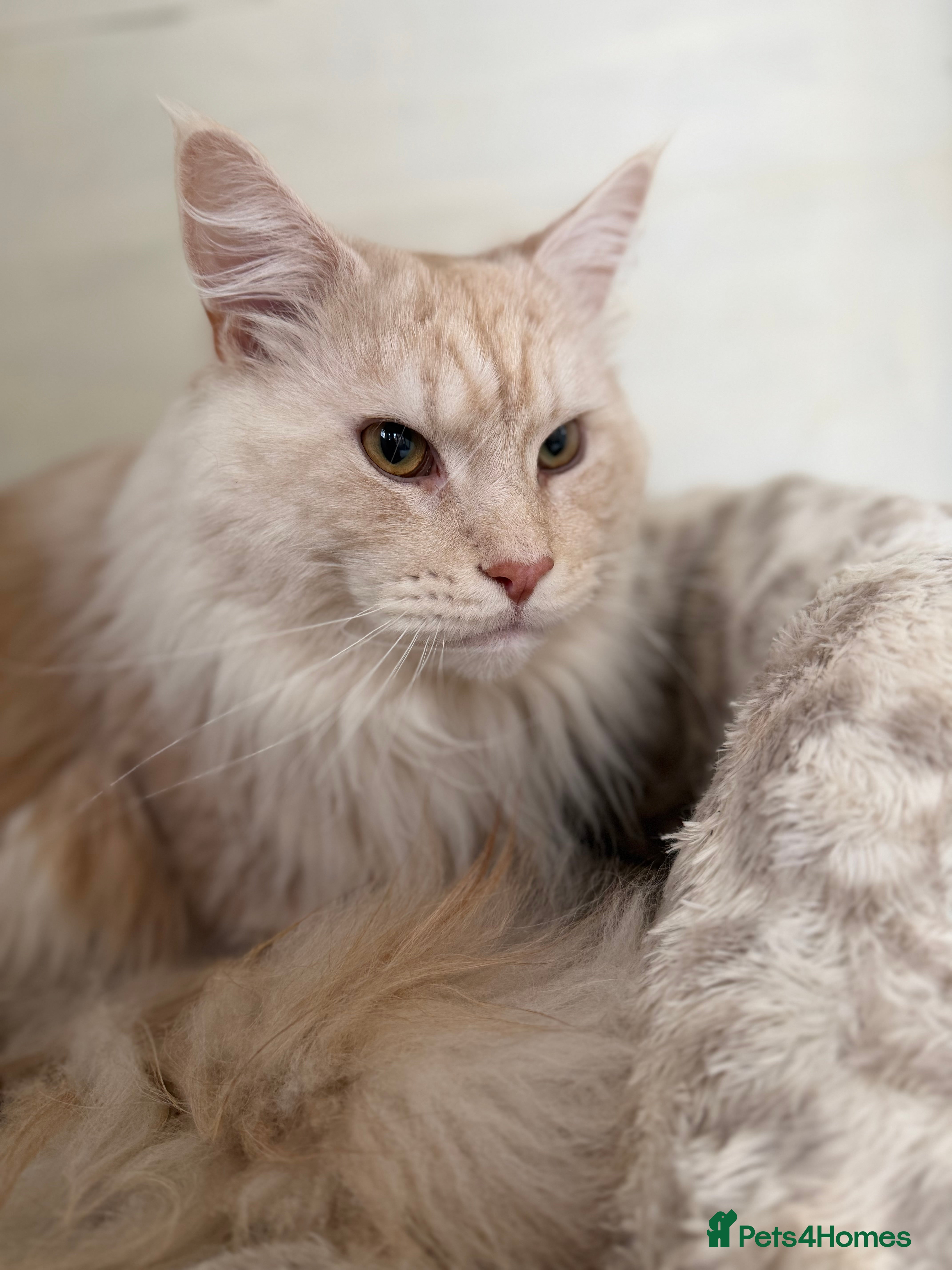 Maine Coon cats TICA Pedigree Maine Coon STUD - Advert 7