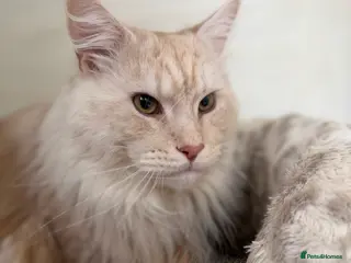 Maine Coon cats TICA Pedigree Maine Coon STUD - Advert 7