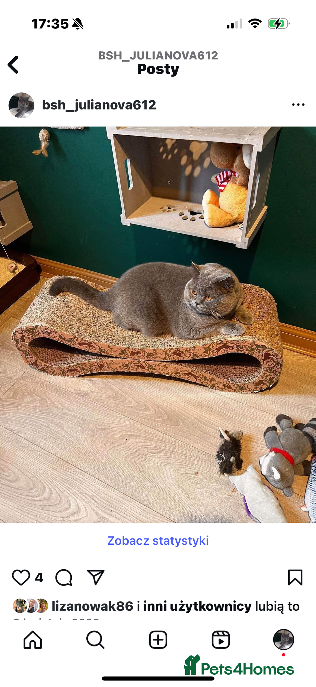 British Shorthair cats for sale: 4 beautiful BSH FEMALE - Image 6