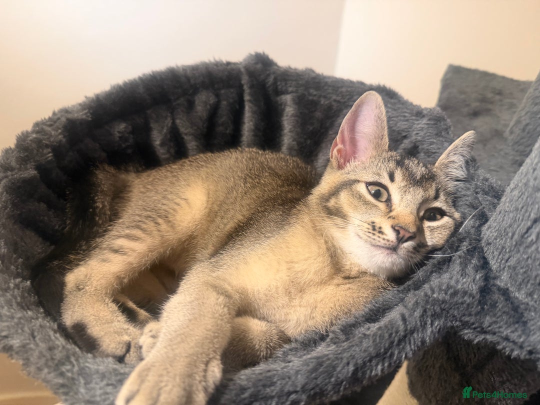 Mixed Breed cats for sale: Two beautiful kittens are looking for a new home - Advert 1