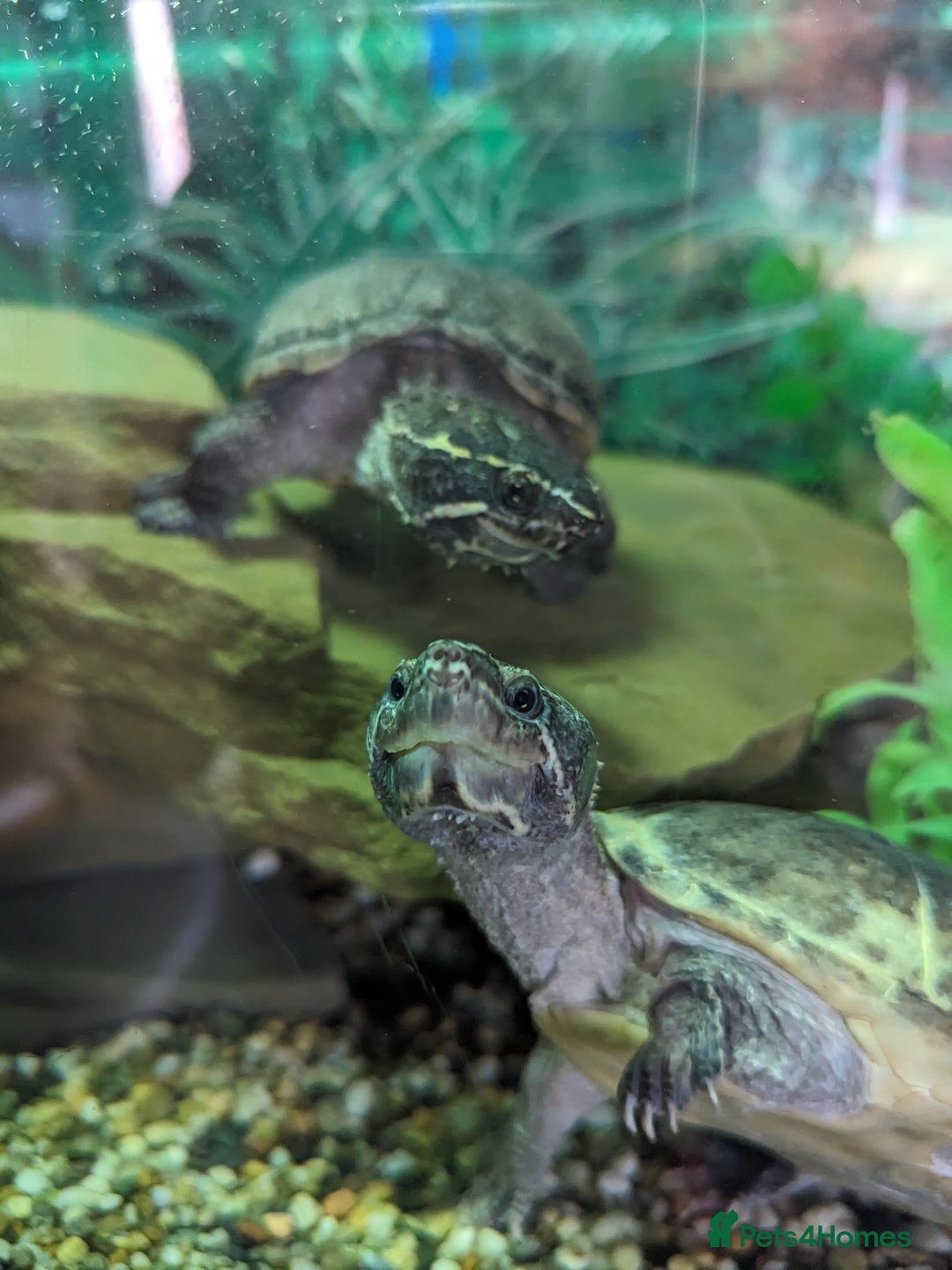 Turtle reptiles for sale: Two common musk turtles  - Image 1