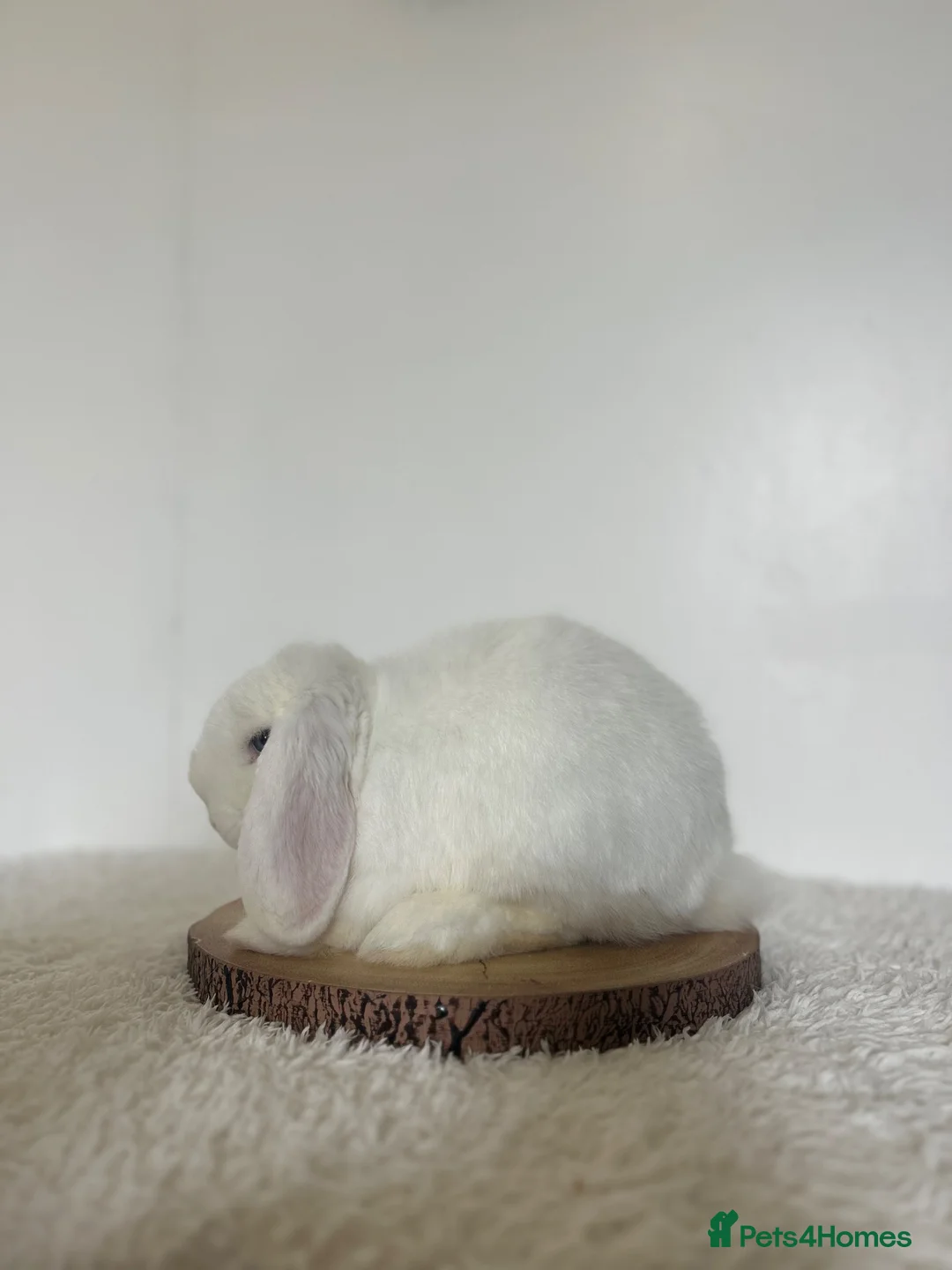 Mini Lop rabbits for sale: Purebred minilops looking for homes  - Advert 8