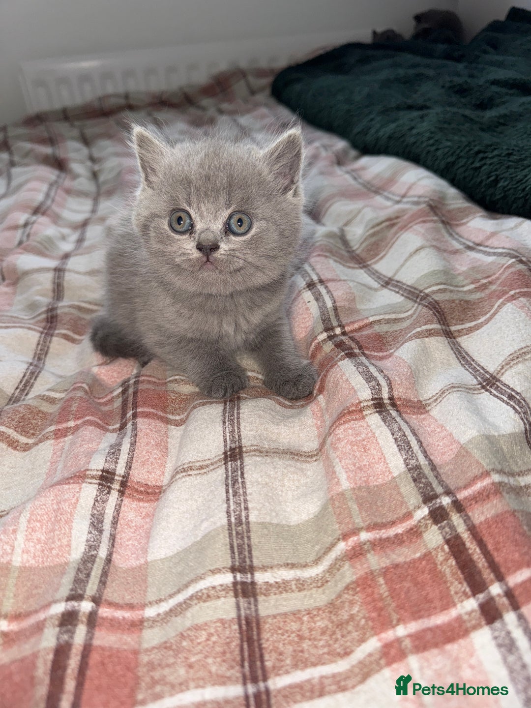 British Shorthair cats for sale: British shorthair kittens 🐈‍⬛ - Advert 23