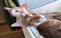 Oriental cats for sale: GCCF Oriental  - Image 5