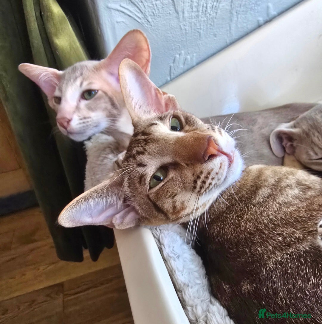 Oriental cats for sale: GCCF Oriental  - Image 5