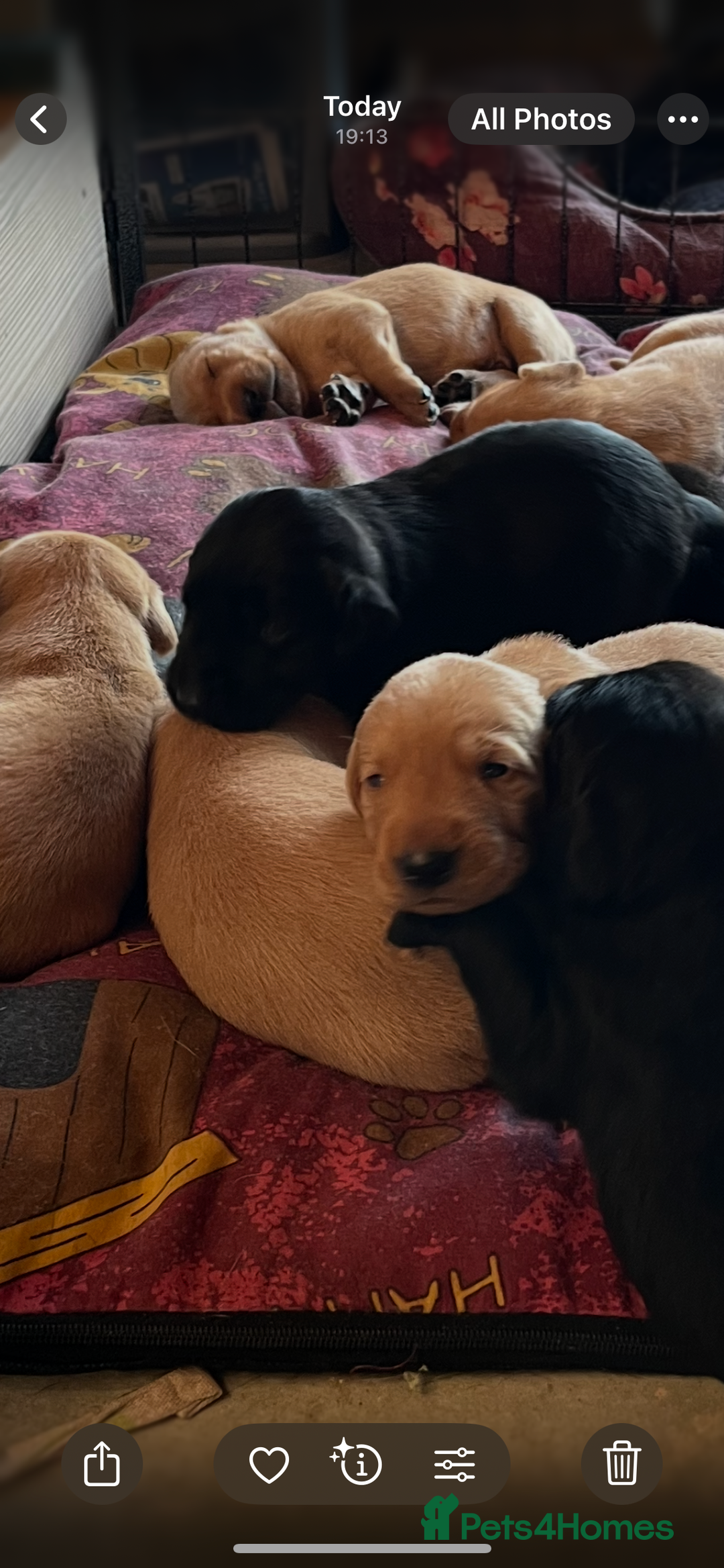 Labrador Retriever dogs for sale: Stunning fox red & black Labrador puppies  - Image 5