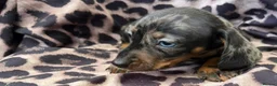 Miniature Dachshund dogs for sale: Miniature Dachsund puppies 3 boys 1 girl  - Advert 16