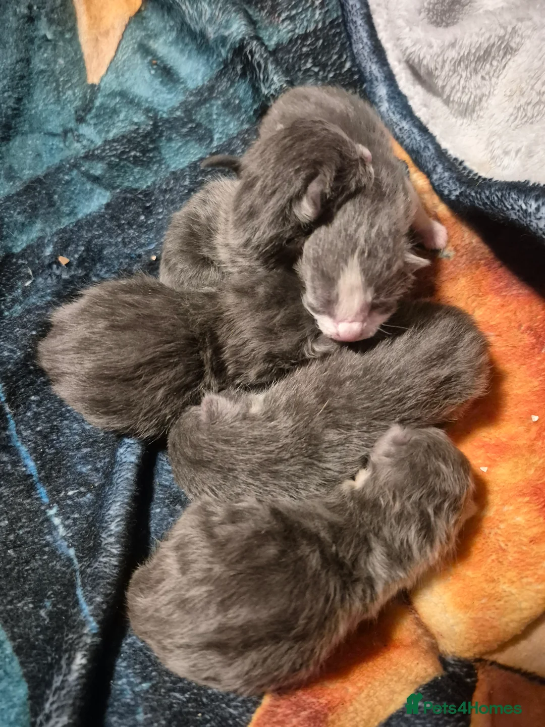 Russian Blue cats for sale: 1 Male Russian Blue X  - Advert 7