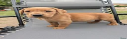 Labrador Retriever dogs for sale: Fox red labs in Brandon - Advert 7