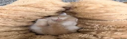 Mixed Breed cats for sale: British Shorthair x Longhair kittens - Advert 20