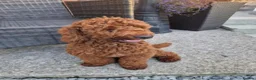 Yorkiepoo dogs for sale: Gorgeous YORKIEPOO puppys - Advert 11