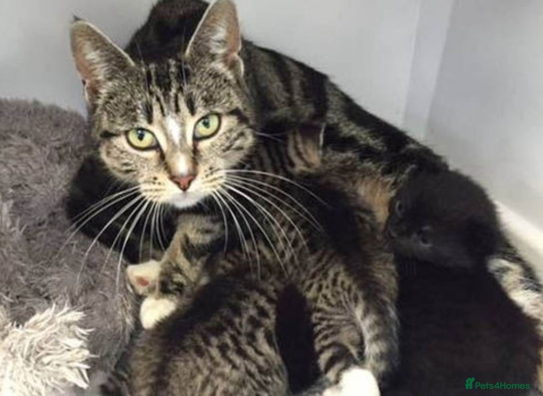 Mixed Breed cats for sale: Lilac & tabby kitten 2 left - Advert 3