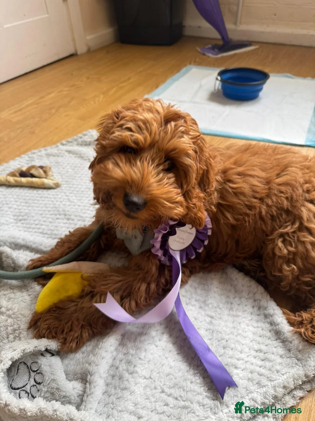Cockapoo dogs for sale: 🐾 STUNNING F1B RED MINIATURE COCKAPOO PUPPIES  - Advert 16