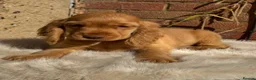 Cocker Spaniel dogs for sale: English show cockers  - Advert 9