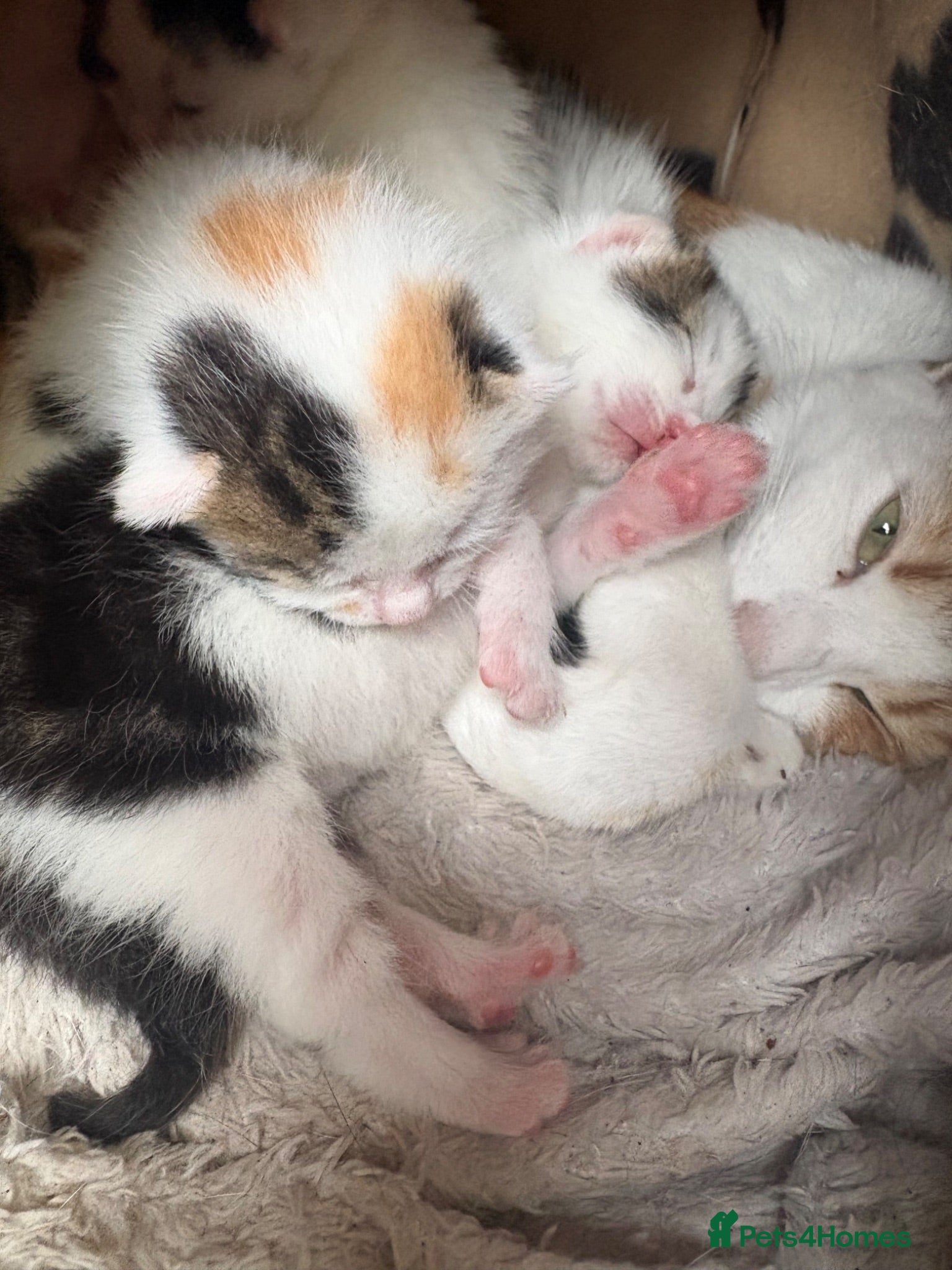 Mixed Breed cats Kittens  - Advert 5