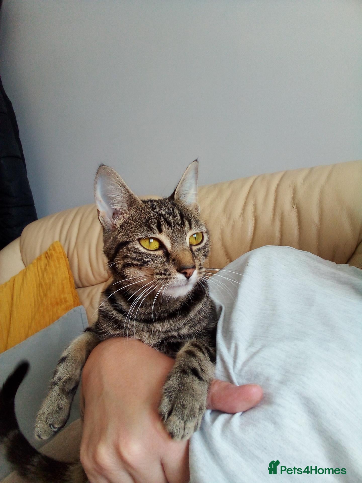 Bengal cats Female Bengal cat 12 months old - Advert 5