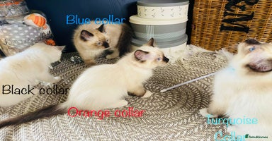 Ragdoll cats - Advert 12