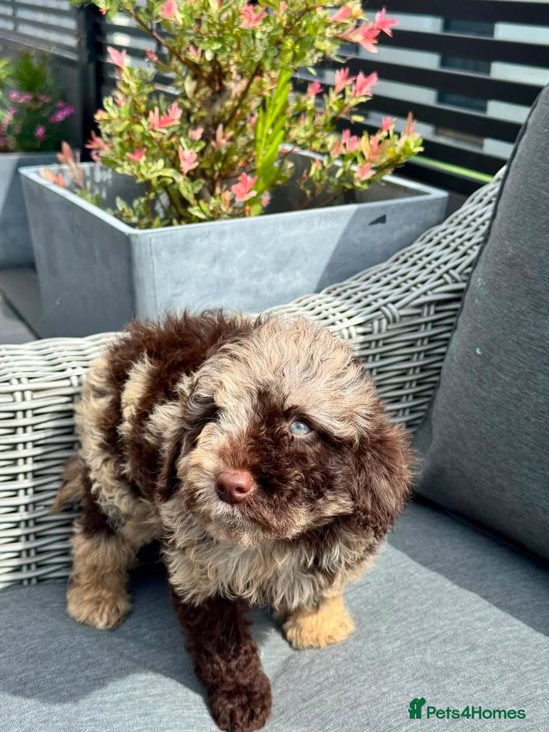 Cockapoo dogs for sale: Beautiful chocolate box cockapoo litter  - Advert 2