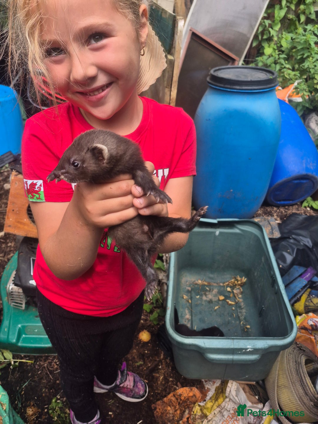 Ferret rodents for sale: Eu polcat for sale  - Image 8