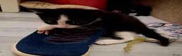 Mixed Breed cats for sale: Kittens 2x Boys and 2x Girls in Thame - Advert 2