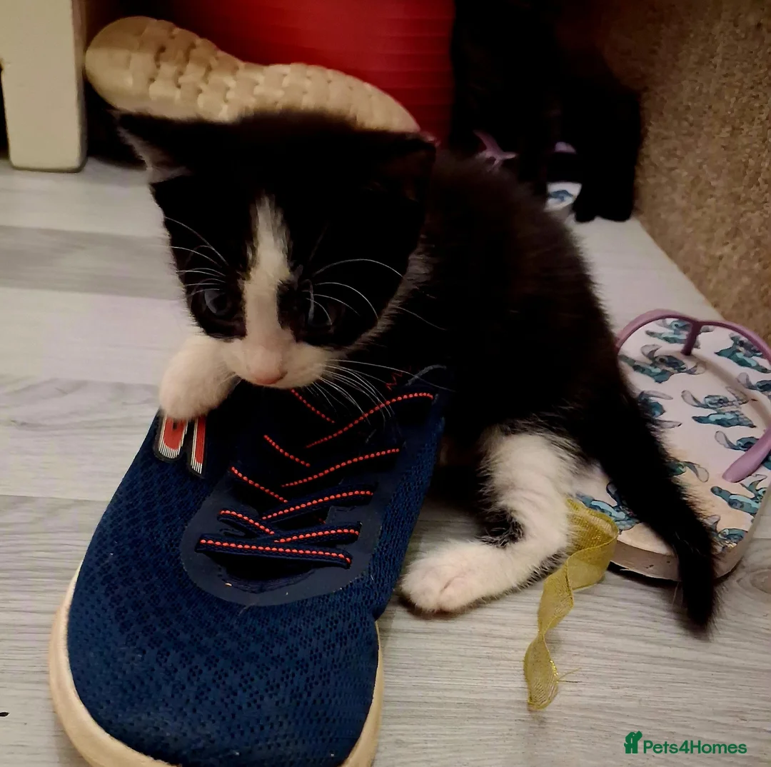 Mixed Breed cats for sale: Kittens 2x Boys and 2x Girls in Thame - Advert 2