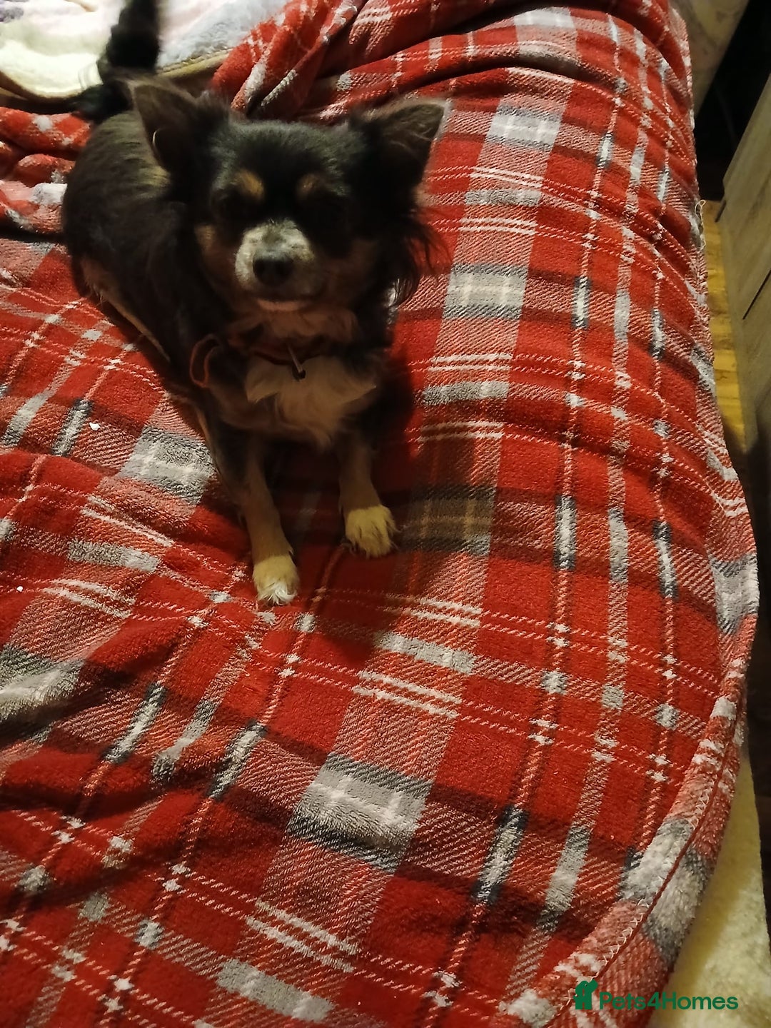 Chihuahua dogs for sale: Suzy beautiful chihuahua puppy - Advert 1