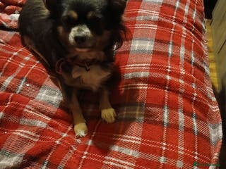 Chihuahua dogs Suzy beautiful chihuahua puppy - Advert 10