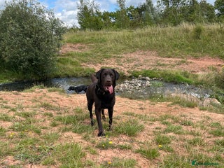 Labrador Retriever dogs Beautiful 7 month old Labrador - Advert 1