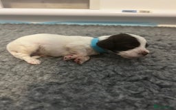 English Springer Spaniel dogs for sale: Adorable Springer Spaniel Puppies - Image 19
