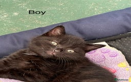 Mixed Breed cats for sale: Kittens available  - Image 2