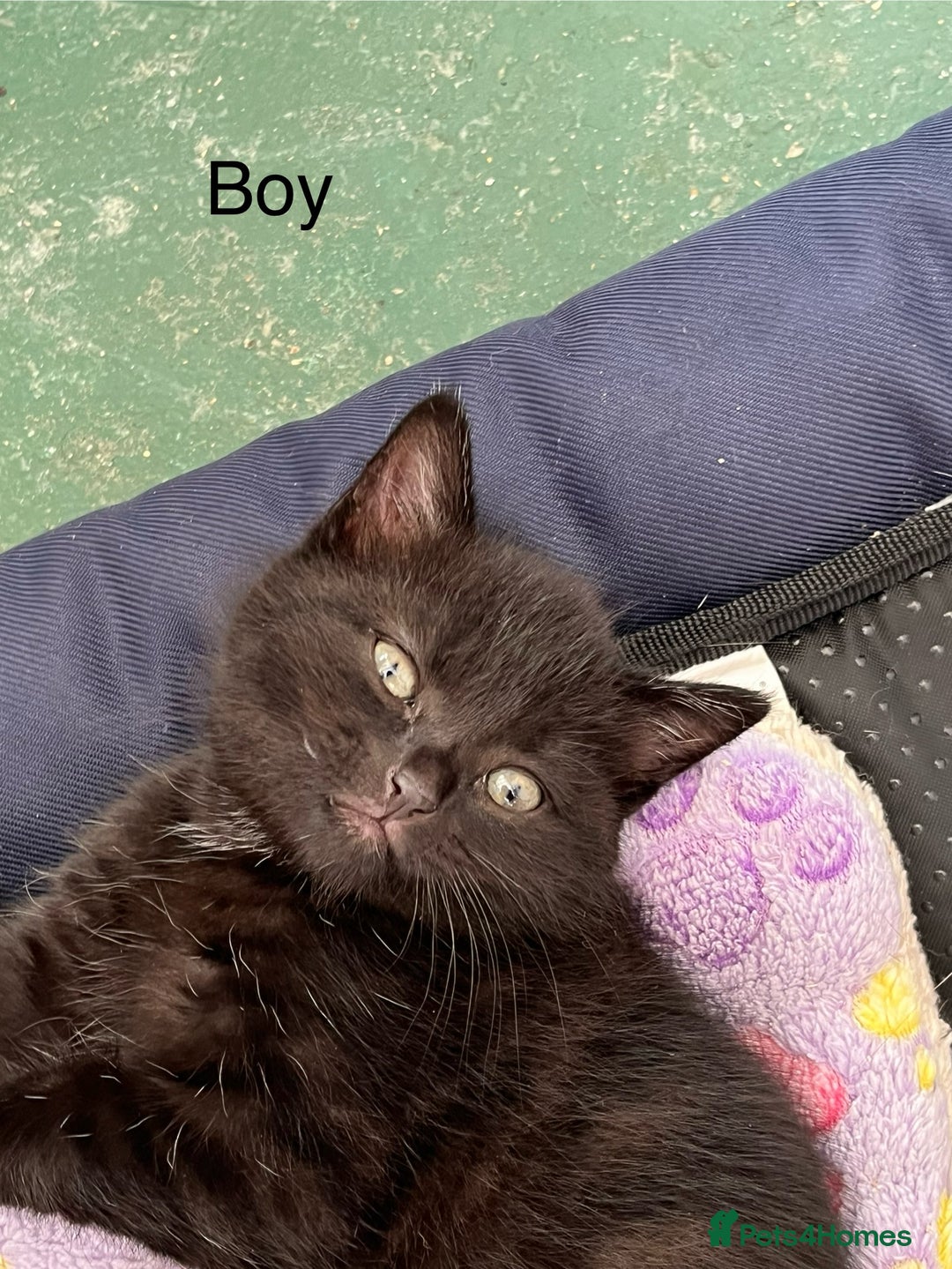 Mixed Breed cats for sale: Kittens available  - Image 2